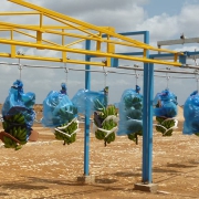 Transporte de fruta